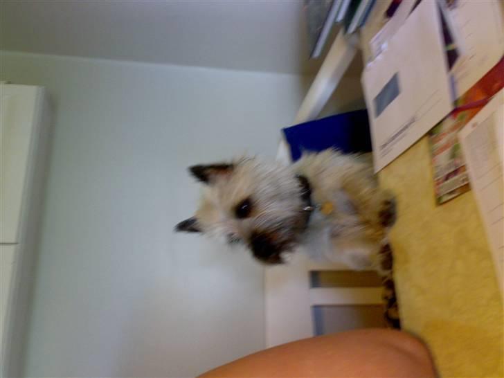 Cairn terrier .•:*¨¨*:•.Olli.•:*¨¨*:• billede 2