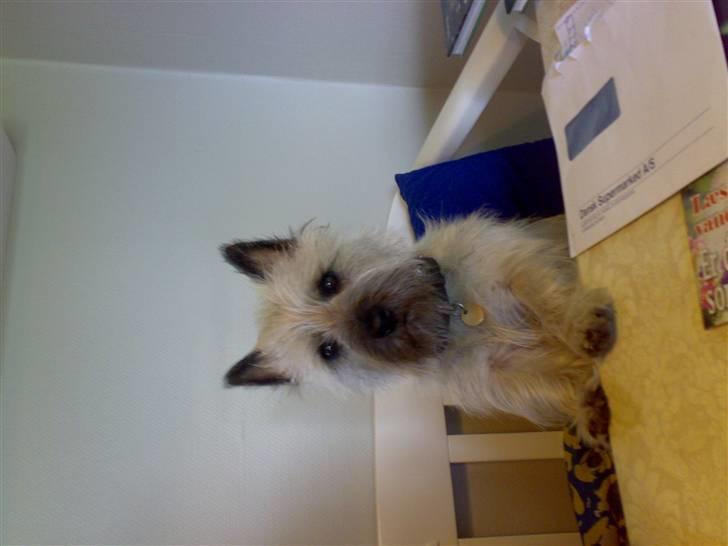 Cairn terrier .•:*¨¨*:•.Olli.•:*¨¨*:• billede 3