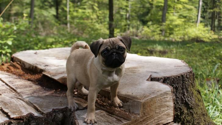 Mops Carla billede 18