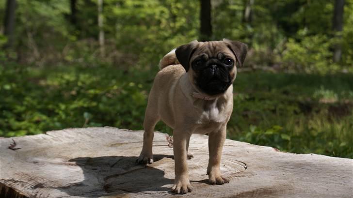 Mops Carla billede 19