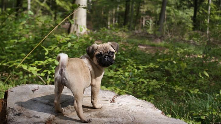 Mops Carla billede 20
