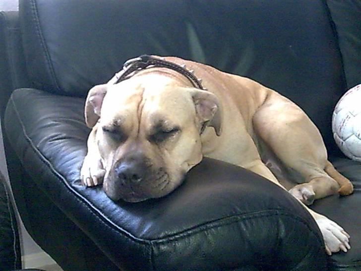 Amerikansk staffordshire terrier mille - millepigen er også skøn,hun ligger og tænker på hvad der skal blive af lillebror(alias krumme) når han rejser snart billede 14