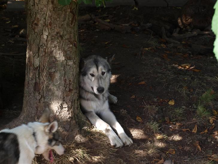 Blanding af racer Keiko ( Tidl Hund ) billede 1