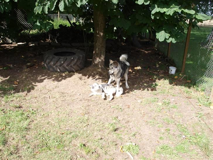 Blanding af racer Keiko ( Tidl Hund ) billede 2