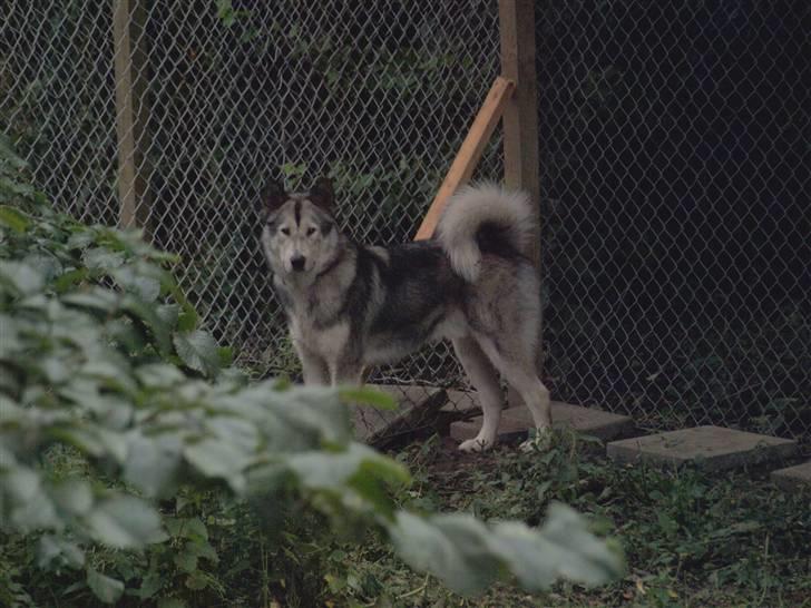 Blanding af racer Keiko ( Tidl Hund ) billede 3