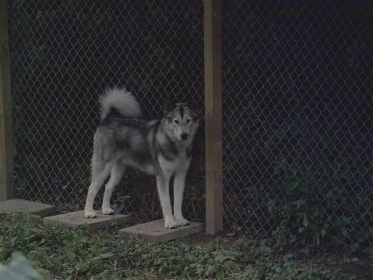 Blanding af racer Keiko ( Tidl Hund ) billede 4