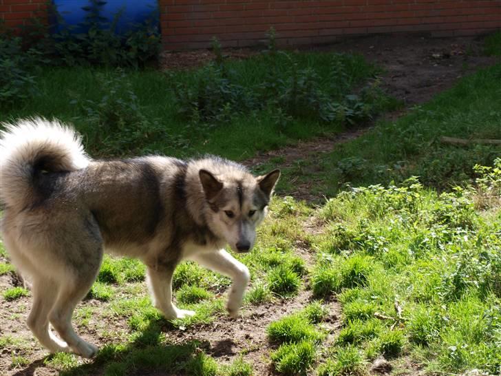 Blanding af racer Keiko ( Tidl Hund ) billede 5