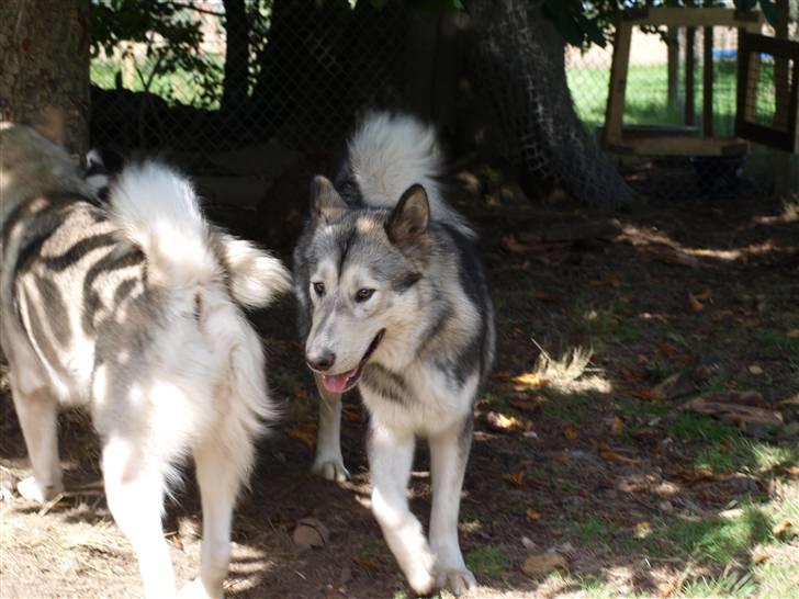 Blanding af racer Keiko ( Tidl Hund ) billede 6