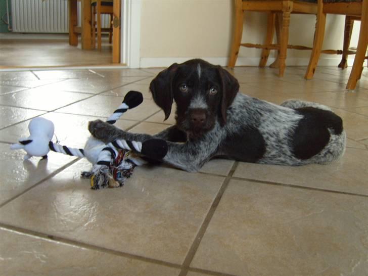 Ruhåret hønsehund Tikki  - Tikki tøsen (; billede 1