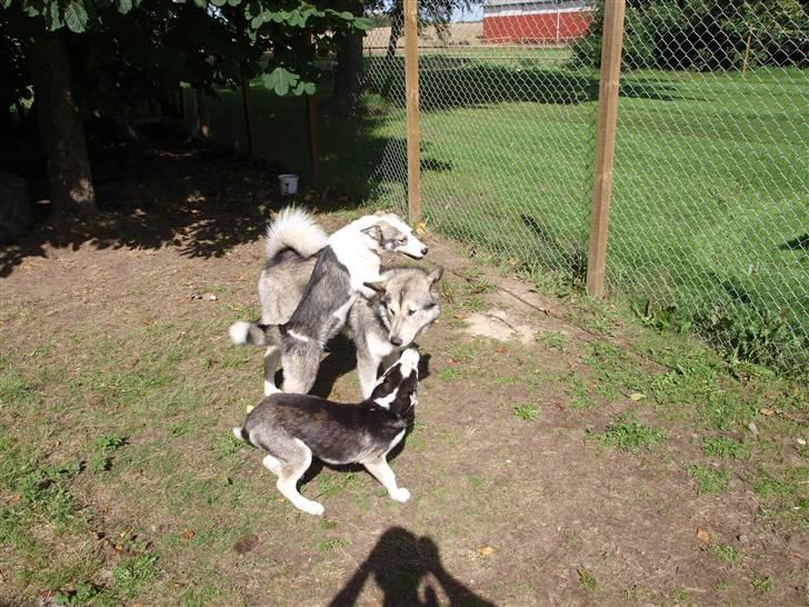 Blanding af racer Keiko ( Tidl Hund ) billede 7