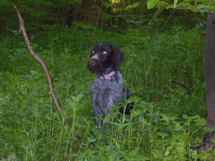 Ruhåret hønsehund Tikki  - da hun var med på jagt (: billede 2