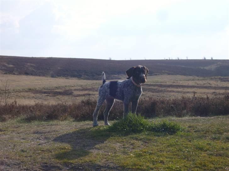 Ruhåret hønsehund Tikki  - Tikki (: billede 3