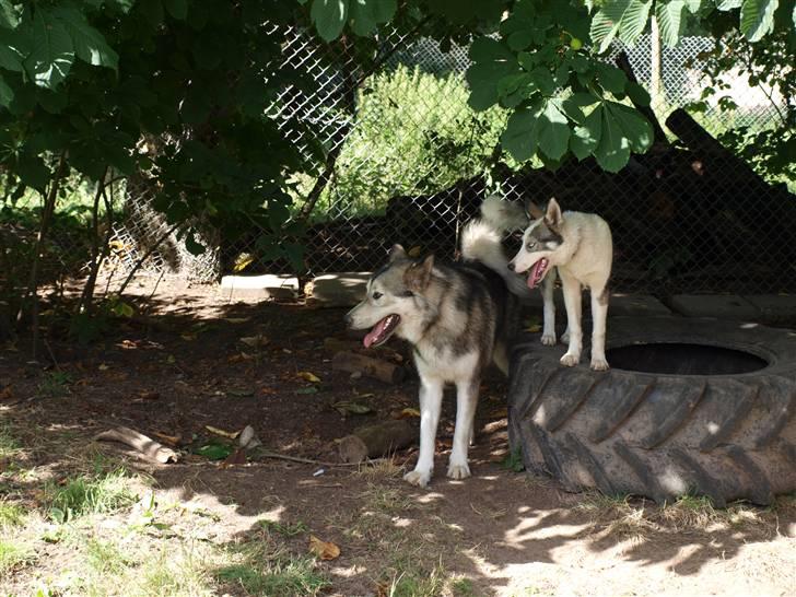 Blanding af racer Keiko ( Tidl Hund ) billede 8