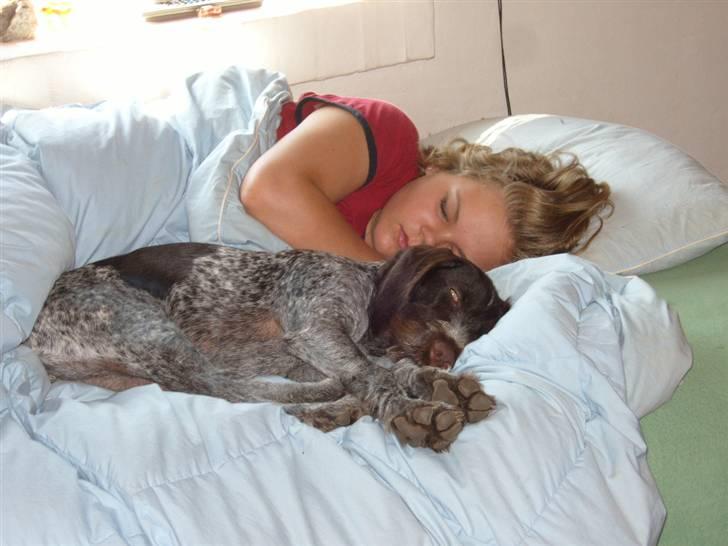 Ruhåret hønsehund Tikki  - Elsker det billede, bortset lige fra mig :o) billede 4