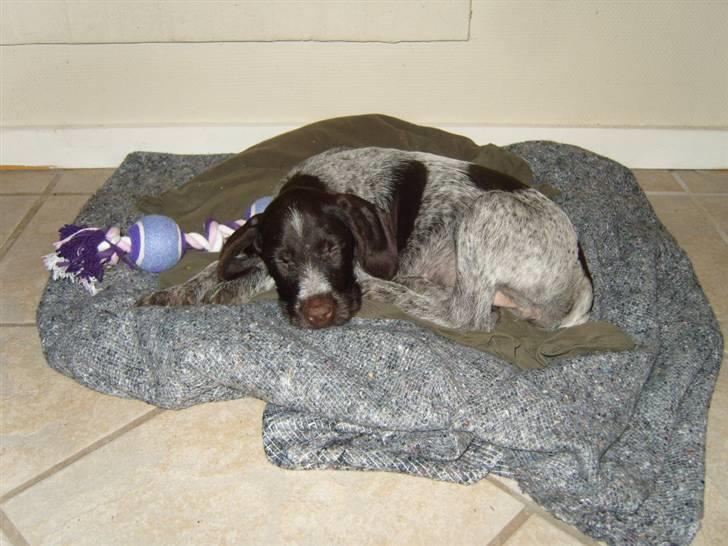 Ruhåret hønsehund Tikki  - Tikki (: billede 5