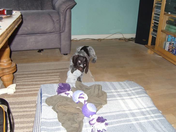 Ruhåret hønsehund Tikki  - Tikki (: billede 6