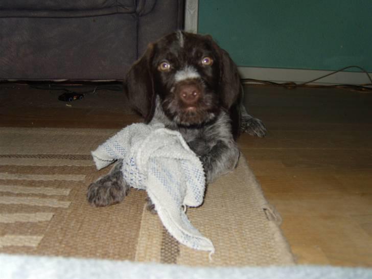 Ruhåret hønsehund Tikki  - som lille (: billede 7