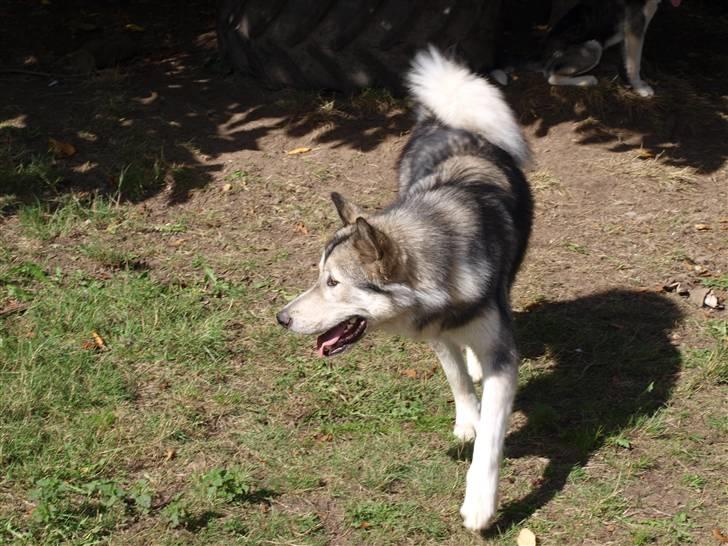 Blanding af racer Keiko ( Tidl Hund ) billede 9