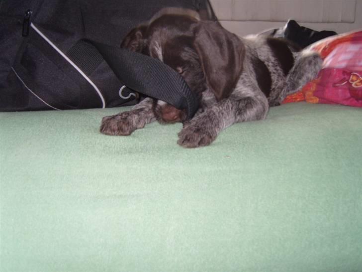 Ruhåret hønsehund Tikki  - Tikki :) billede 8