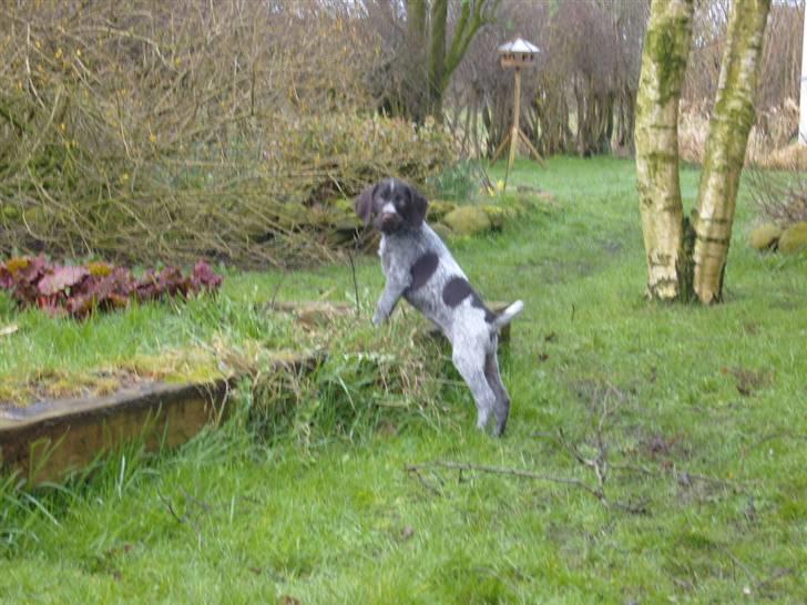 Ruhåret hønsehund Tikki  - Tikki :) billede 9