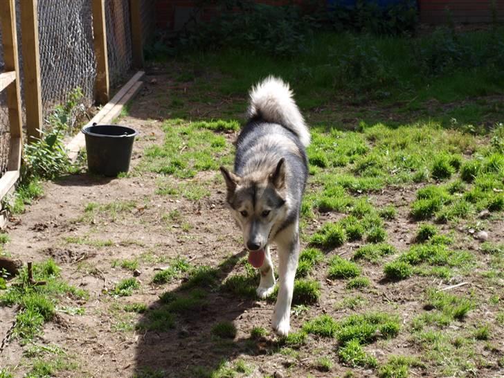 Blanding af racer Keiko ( Tidl Hund ) billede 10