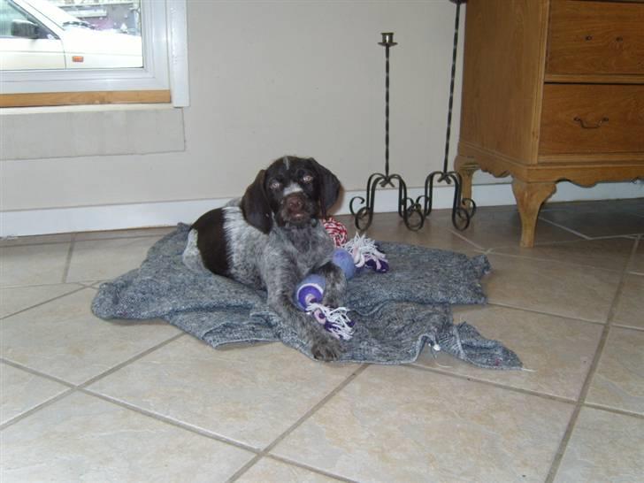 Ruhåret hønsehund Tikki  - Tikki :) billede 10