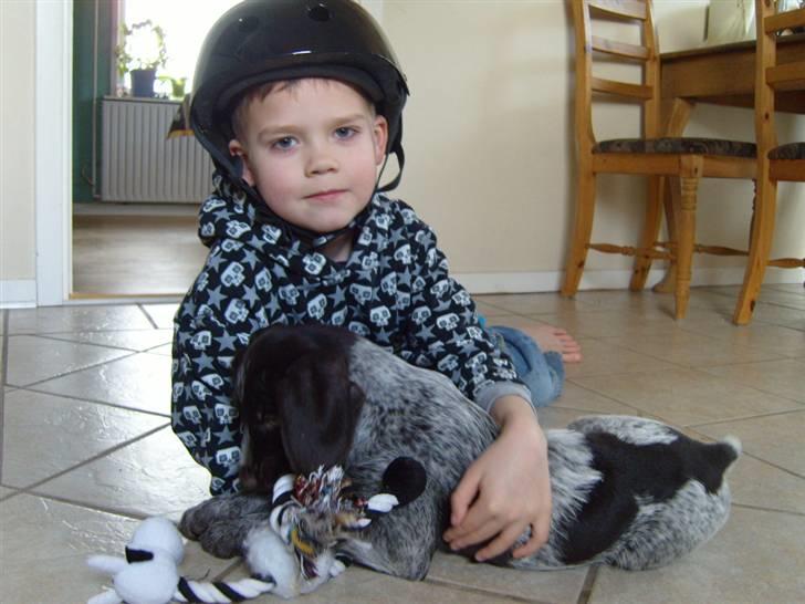 Ruhåret hønsehund Tikki  - Min lillebror og Tikki :) billede 11