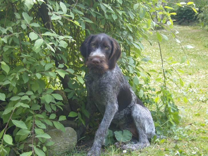 Ruhåret hønsehund Tikki  - Sådan ser hun ud lige nu :o) billede 12