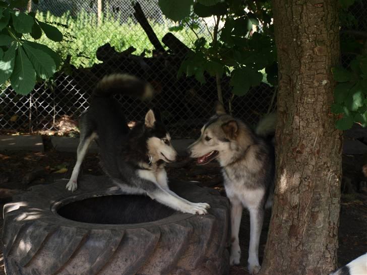 Blanding af racer Keiko ( Tidl Hund ) billede 11