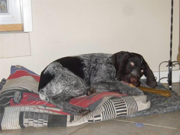 Ruhåret hønsehund Tikki  - Tikki :) billede 13