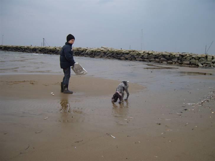 Ruhåret hønsehund Tikki  - Ved vandet (: billede 14