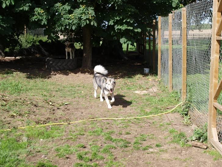 Blanding af racer Keiko ( Tidl Hund ) billede 12