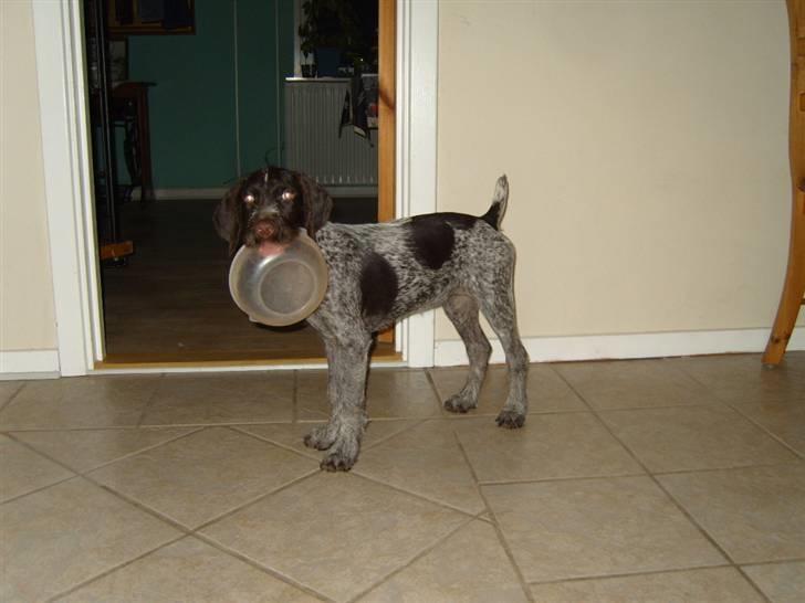 Ruhåret hønsehund Tikki  - såååå sødt :o) billede 15