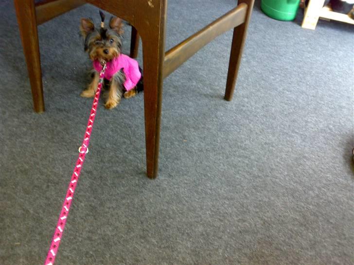 Yorkshire terrier ilka karina  - her er lille musse med på camping billede 1