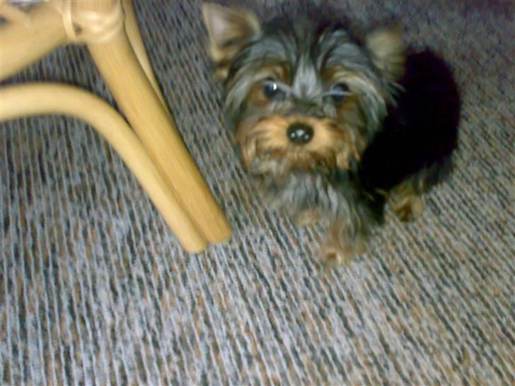 Yorkshire terrier ilka karina  - musse  billede 2