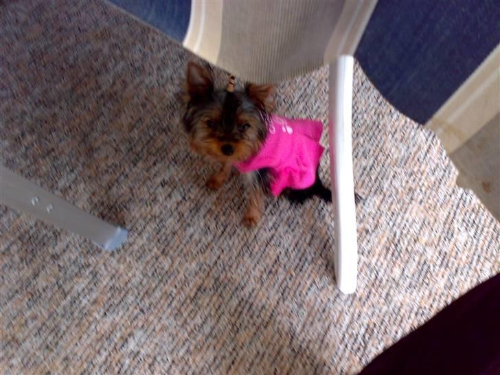 Yorkshire terrier ilka karina  - er jeg ikke bare sød billede 3