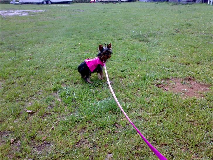Yorkshire terrier ilka karina  - er ude at gå i snor det er ikke så sjov billede 4