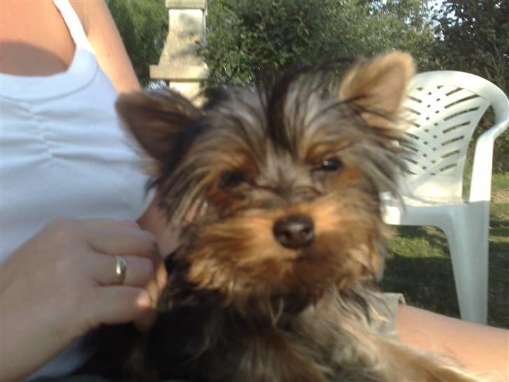 Yorkshire terrier ilka karina  - her sidder jeg sammen med min mor billede 5