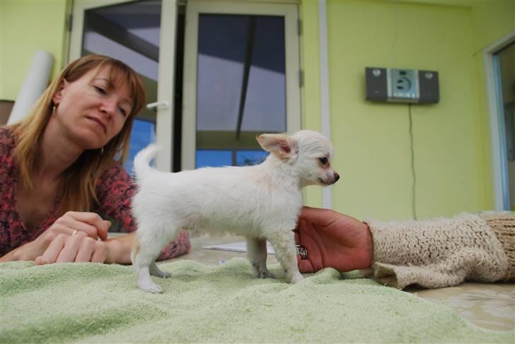 Chihuahua Donna Aka Svesken ell mus billede 2