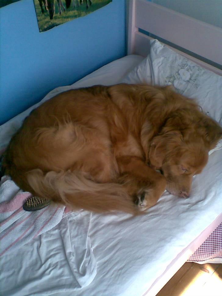 Nova scotia duck tolling retriever Silas Sakæus - Jeg låner liige din seng.. 9/6 08 billede 17