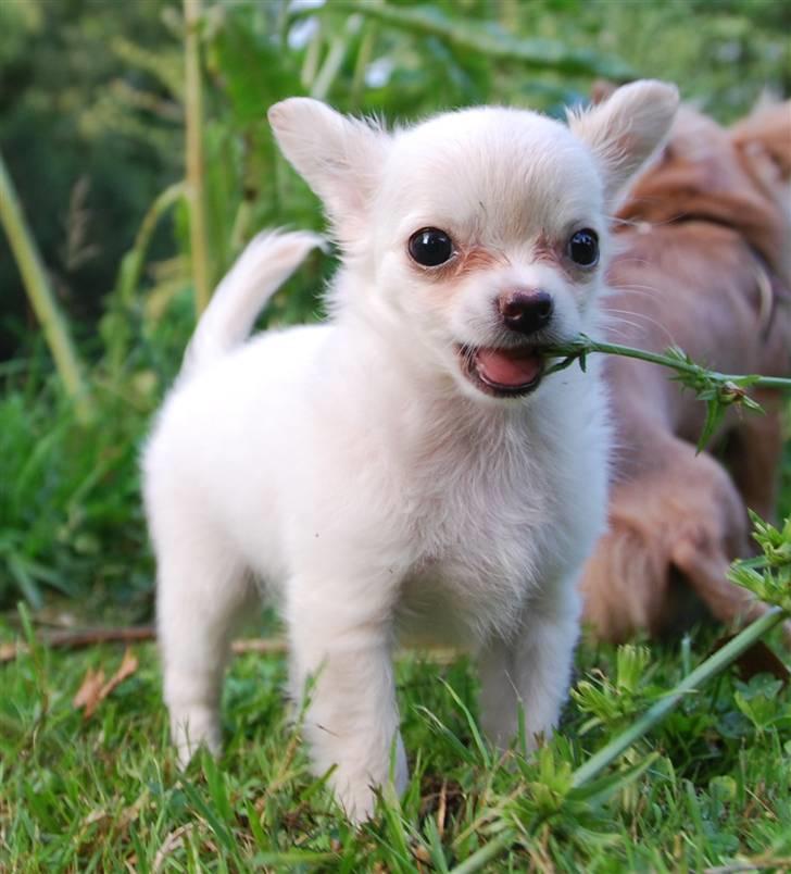 Chihuahua Donna Aka Svesken ell mus billede 5