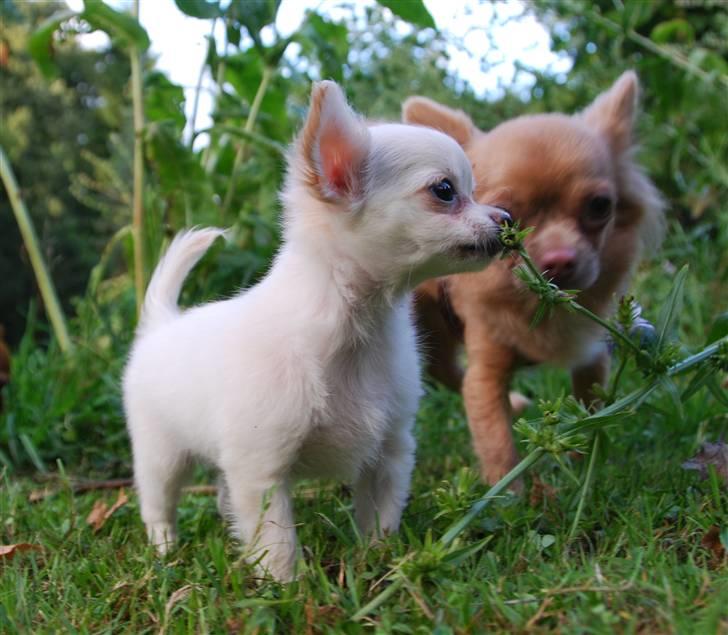 Chihuahua Donna Aka Svesken ell mus billede 8