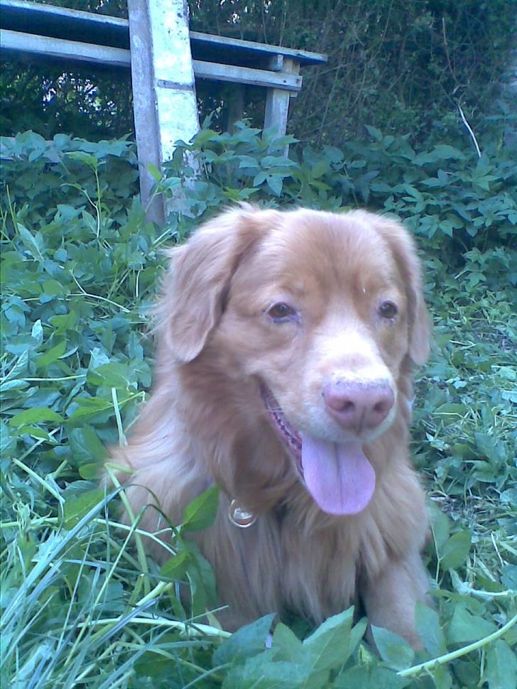 Nova scotia duck tolling retriever Silas Sakæus - Her ligger jeg så og ser lækker ud. 10/5 08 billede 18
