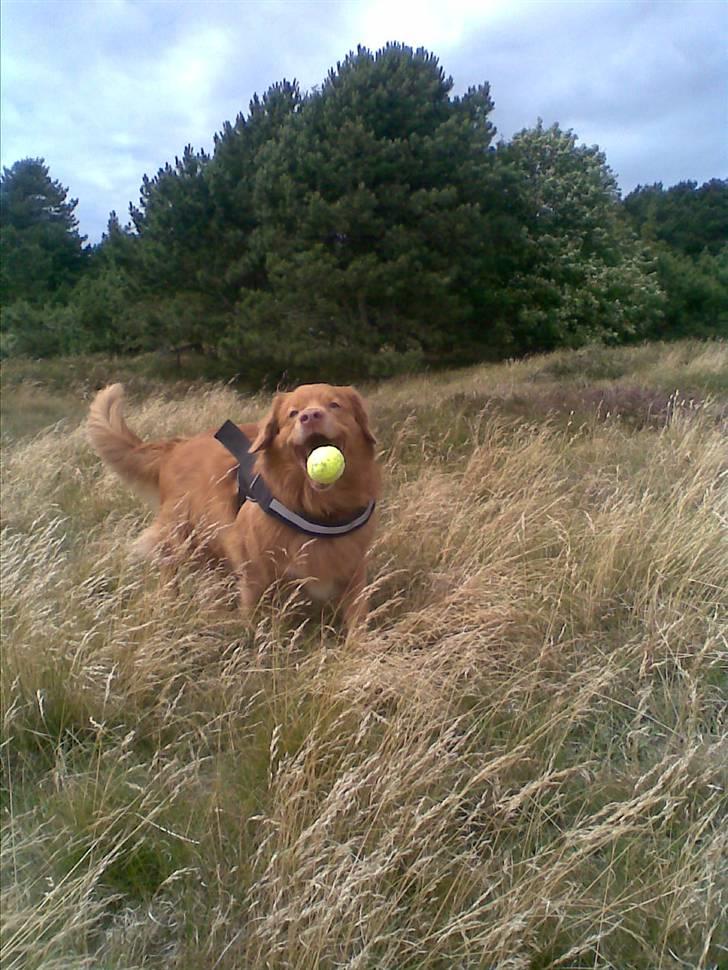 Nova scotia duck tolling retriever Silas Sakæus - Det kan jo ske at man har så travlt med at se sød ud, at man glemmer at holde på bolden.. 21/7 08 billede 19