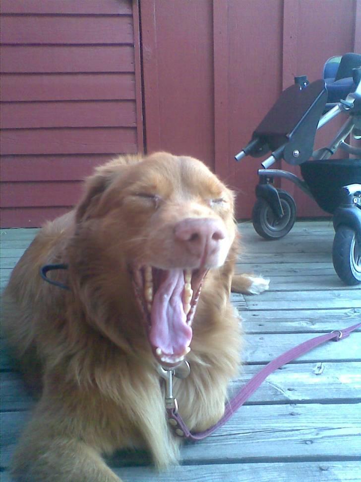 Nova scotia duck tolling retriever Silas Sakæus - Puh, jeg bliver jo helt træt af at vise dig alle de fotos af mig. Men du er da velkommen til at smide en bedømmelse og en kommentar..? Håber på snart at se dig igen ;) billede 20