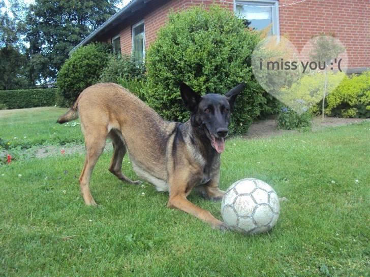 Malinois »' [Mira]  - jeg eeeeeelsker fodbold :-D<33 billede 4
