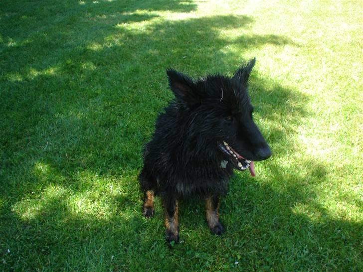 Schæferhund Lady - 9) Dejlig at ligge i skyggen:) billede 9
