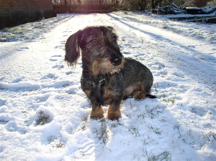 Gravhund Victor - Victor i sneen. billede 1