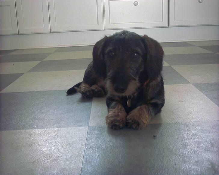 Gravhund Victor - Victor ligger lige og slapper af ;P billede 2