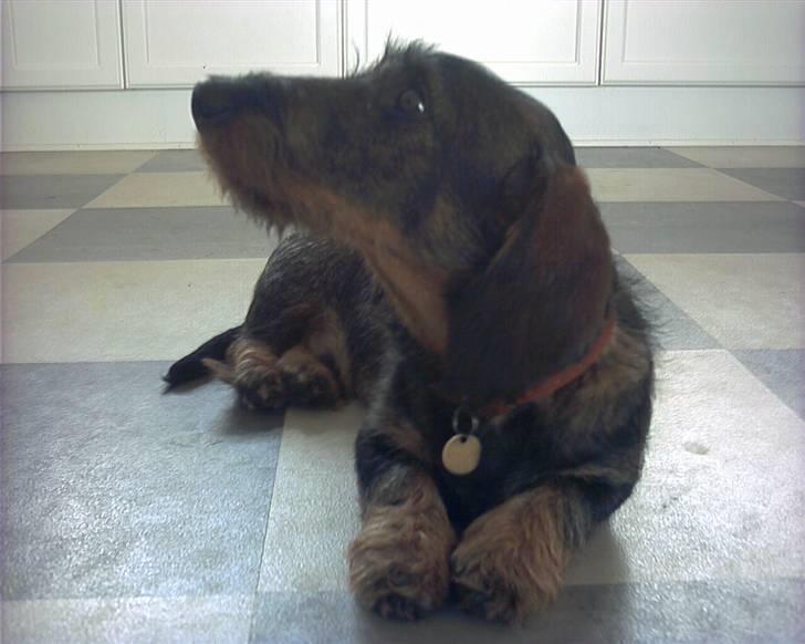 Gravhund Victor - Victor,<3 billede 3